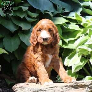 Rex, Irish Doodle Puppy
